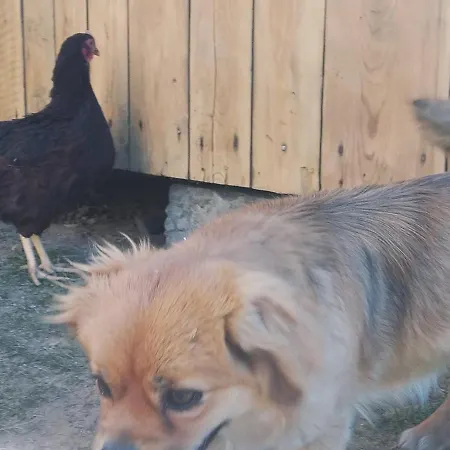 Alloggio in famiglia Kwatera U Somsiada -apartament *